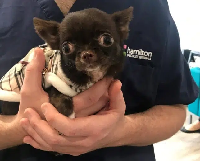 Paralyzed chihuahua able to walk thanks to 3 D printed implant
