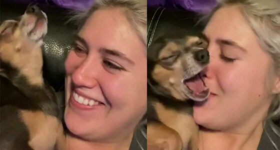 Pint Sized Chihuahua Unable To Contain His Love For Mom’s Kisses