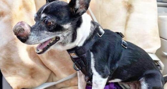 Rudi the red nosed Chihuahua at Texas shelter to get help 1 1