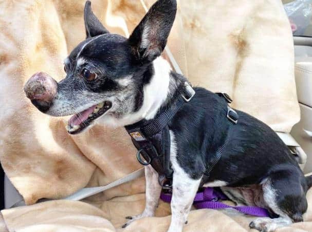 Rudi the red nosed Chihuahua at Texas shelter to get help 1 1