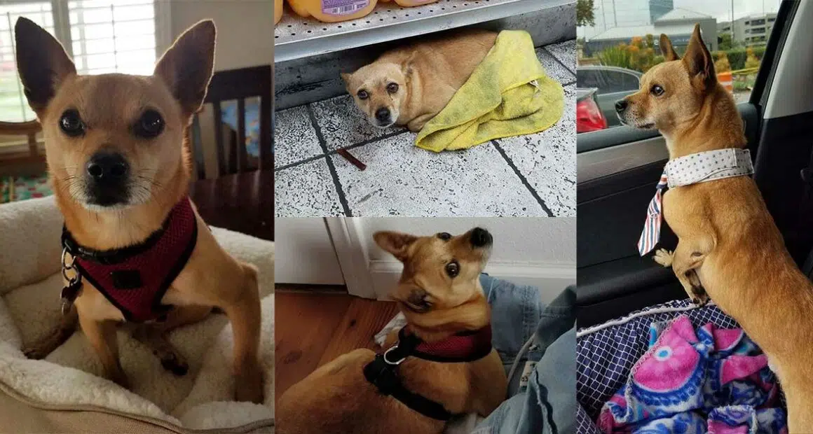 Stray Chihuahua Hiding In Liquor Store Finds His Way To Happily Ever After