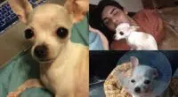 Teen Filmed His Chihuahua After She Mistakenly Ate An Edible In The Park