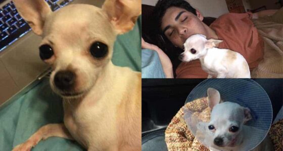 Teen Filmed His Chihuahua After She Mistakenly Ate An Edible In The Park