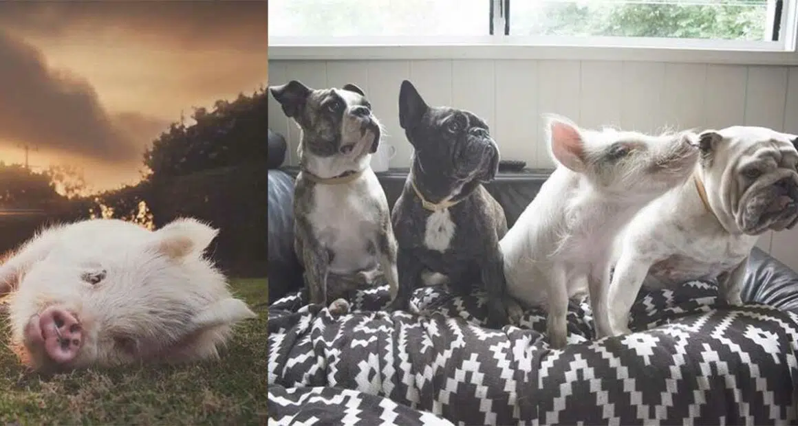 This pig thinks she’s a puppy so she does everything like a dog
