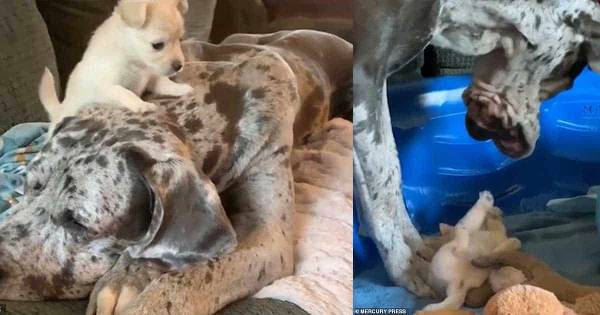 Tiny and Giant, friendship at animal rescue center 1 Tiny and Giant friendship at animal rescue center