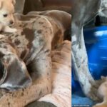 Tiny and Giant, friendship at animal rescue center