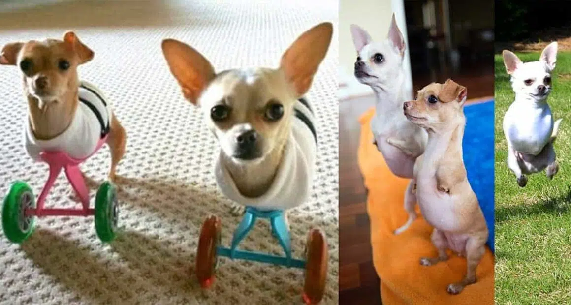 Two Legged Chihuahua Siblings adopted by couple