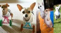 Two Legged Chihuahua Siblings adopted by couple
