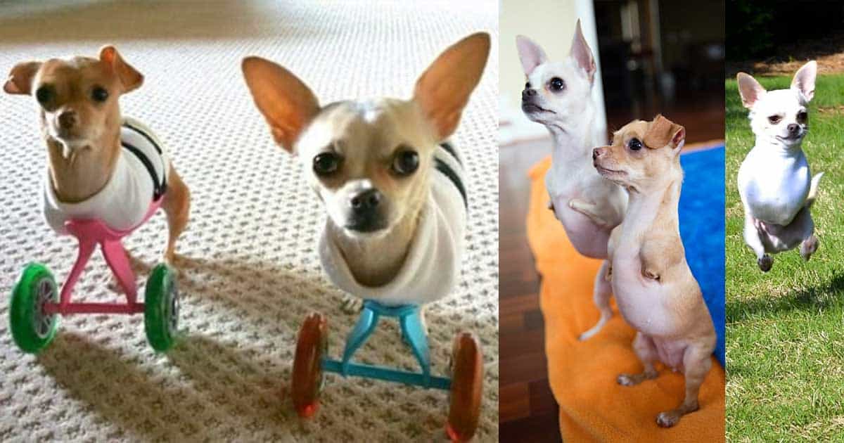 Two Legged Chihuahua Siblings adopted by couple