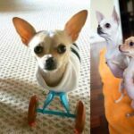 Two-Legged Chihuahua Siblings Adopted by a Couple