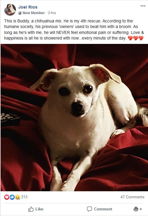 Mistreated Chihuahua dog finds a loving home-1