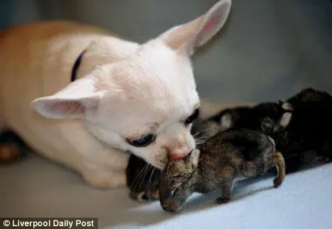 chihuahua loves orphaned rabbit