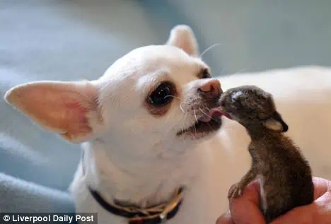 chihuahua kiss rabbit