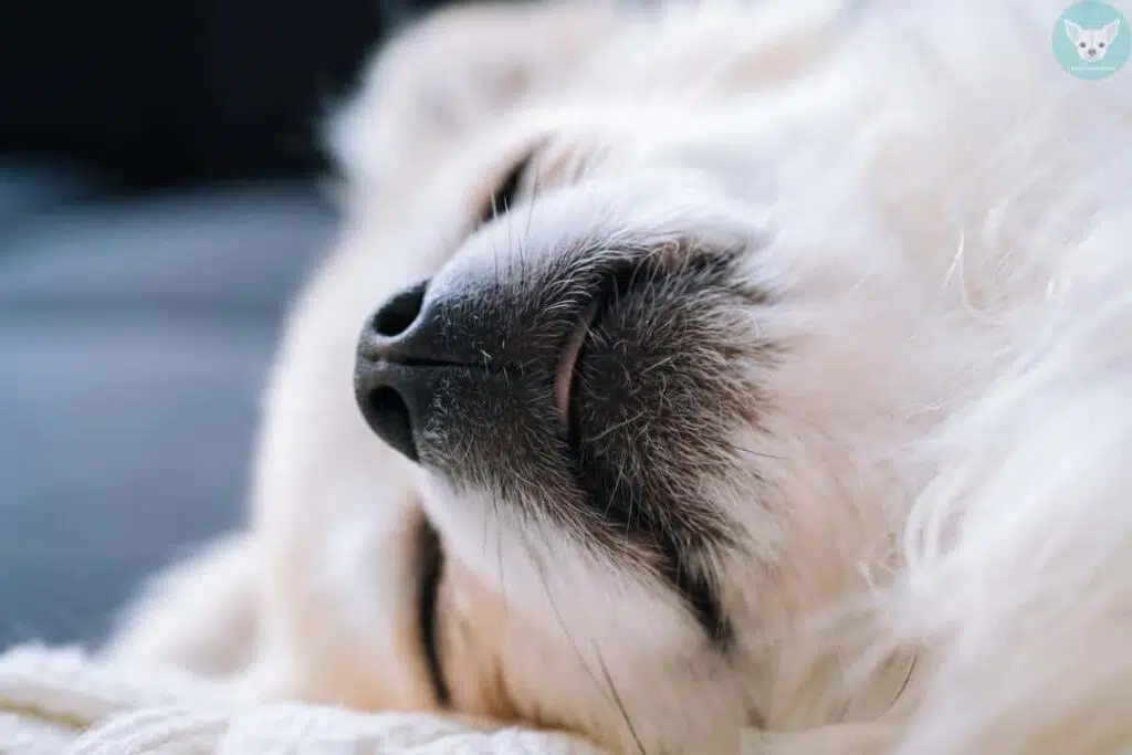 black and white chihuahua sleeping