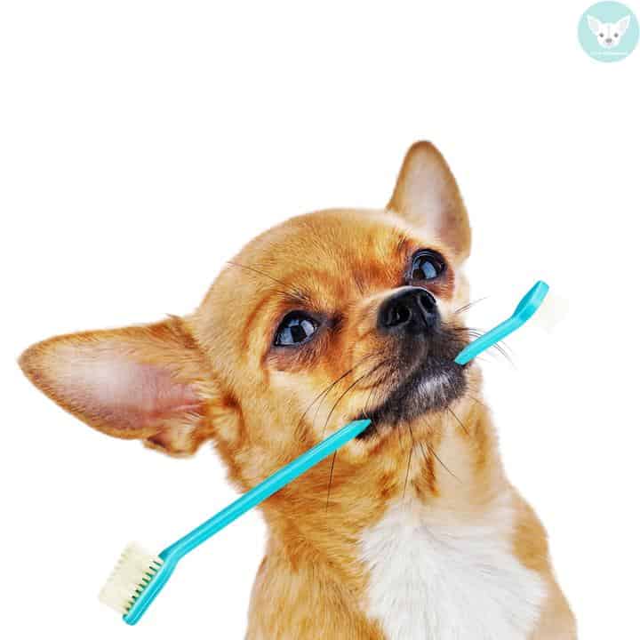 chihauhua with toothbrush