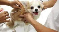 chihuahau at vet
