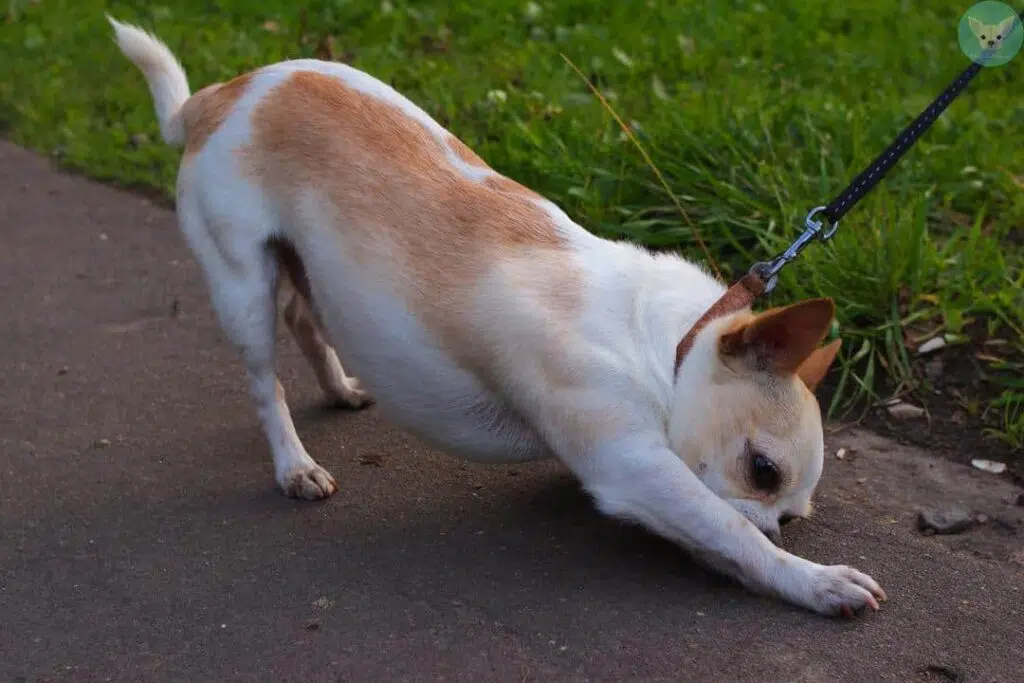 chihuahua agressive leash attached