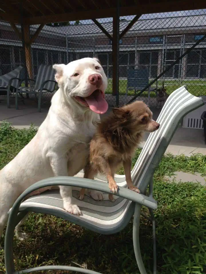 chihuahua and pitbull on chair