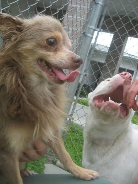 chihuahua and pitbull