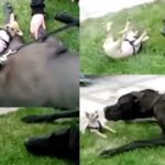 A Fearless Chihuahua Takes On Great Dane!