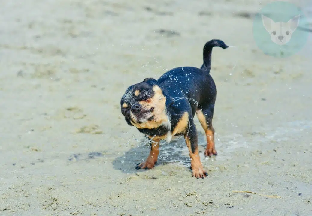 chihuahua came out from water and shaking