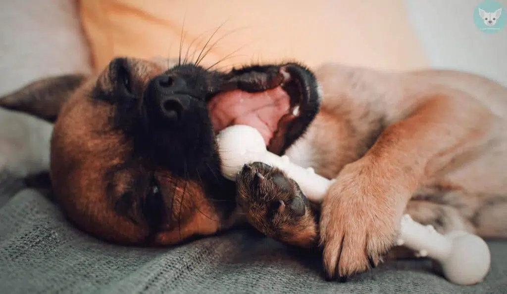 chihuahua chewing bone