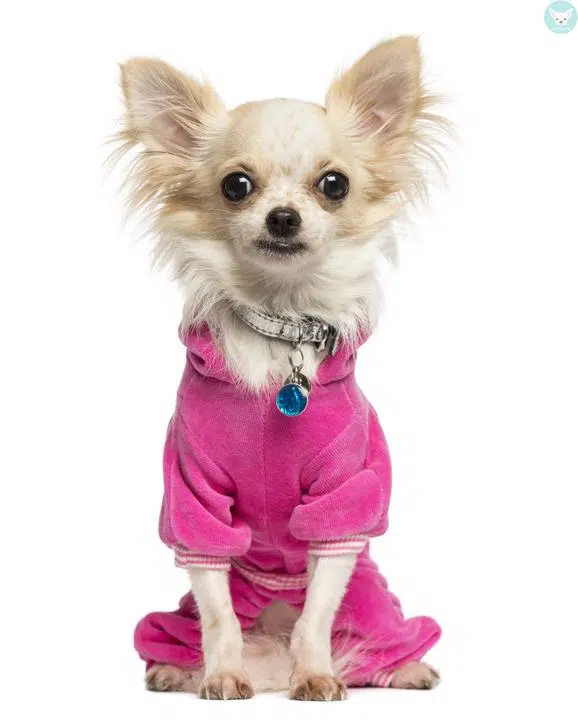 chihuahua dressed pink