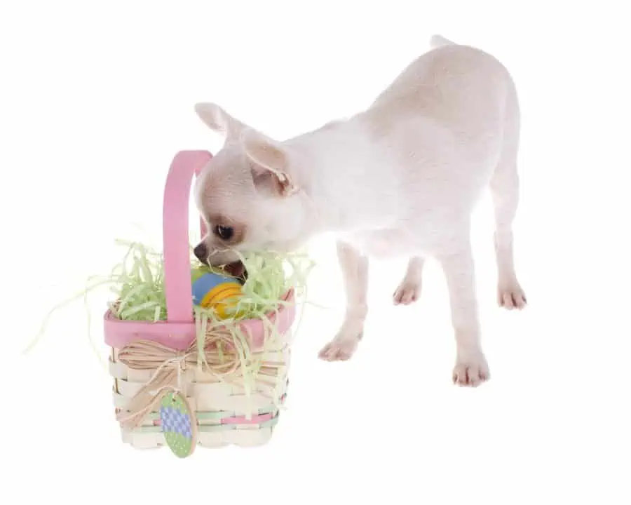 chihuahua eat egg from bucket