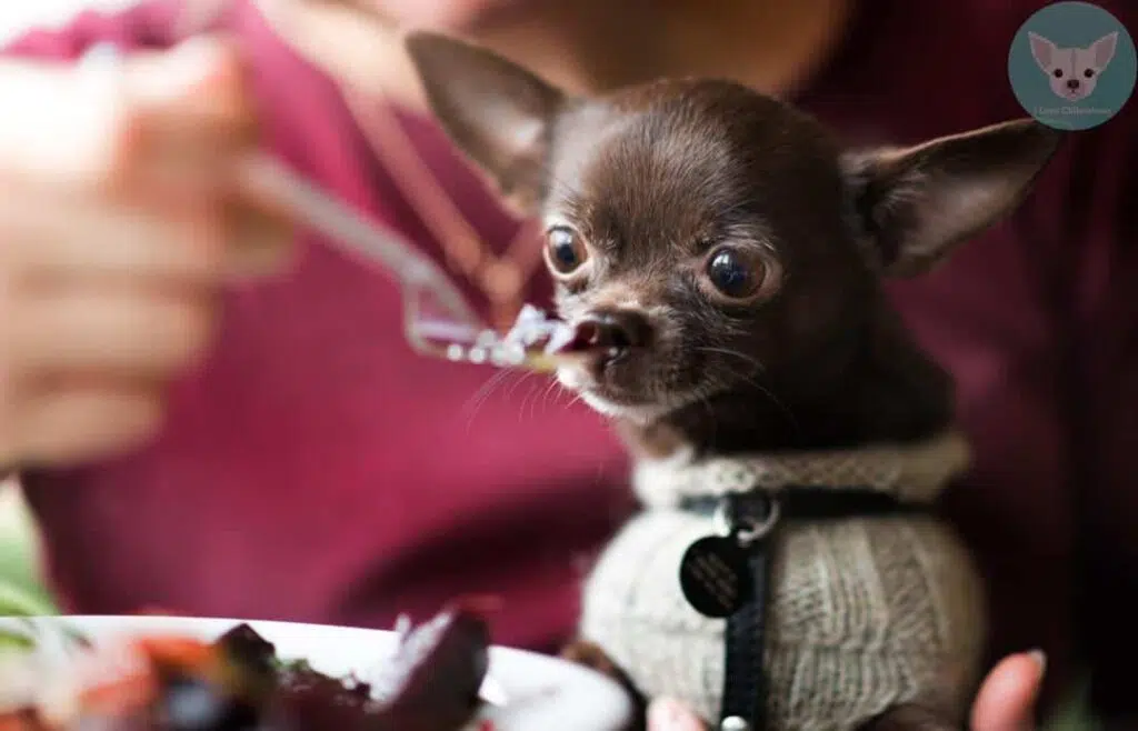 chihuahua eating from spoon 1