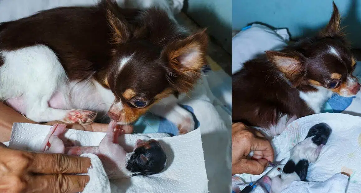 chihuahua given birth to puppy