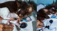 chihuahua given birth to puppy