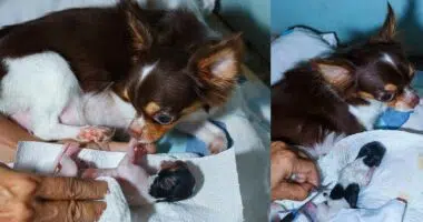 chihuahua given birth to puppy