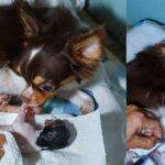 How to Help a Chihuahua Give Birth