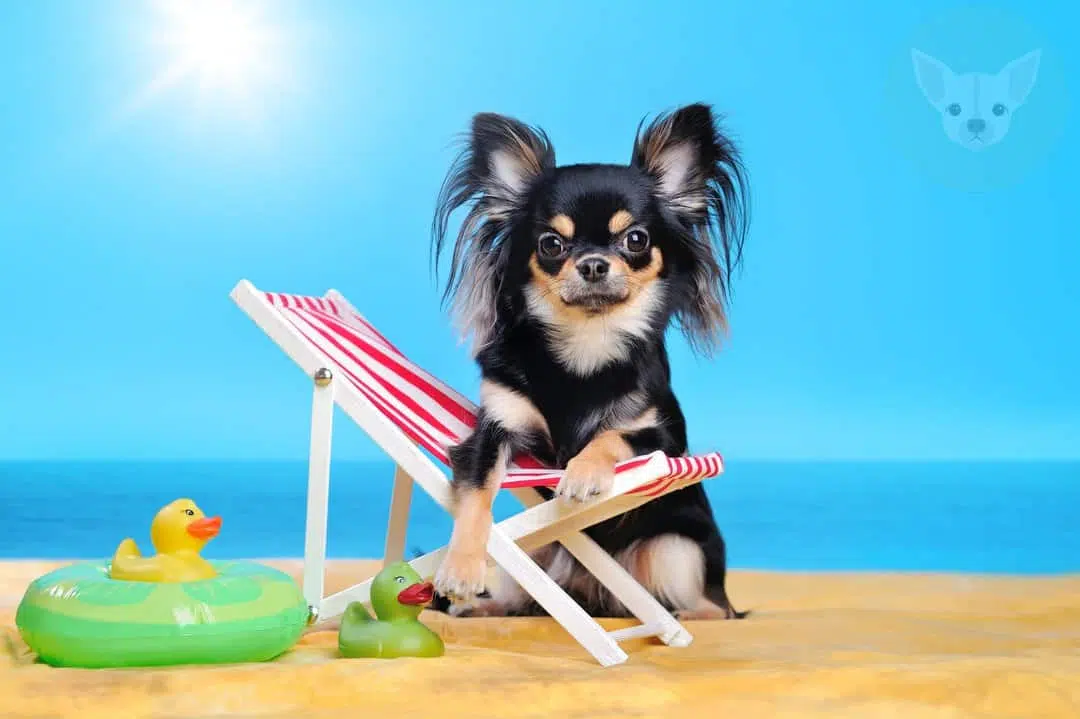 chihuahua in beach