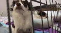 chihuahua in cage