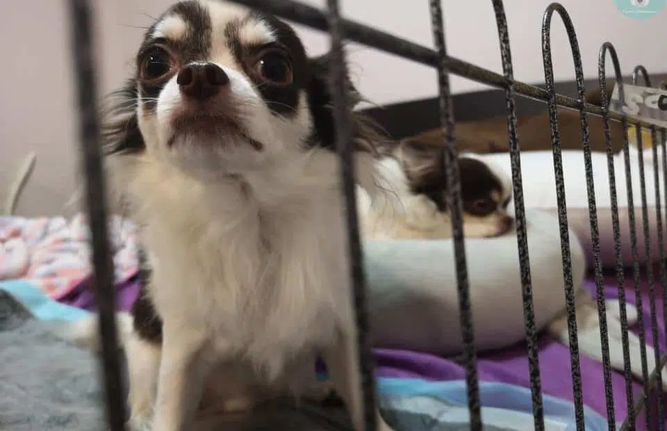 chihuahua in cage