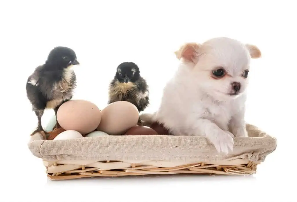 chihuahua in egg bucket with chicks