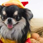 Can Chihuahua eat eggs?