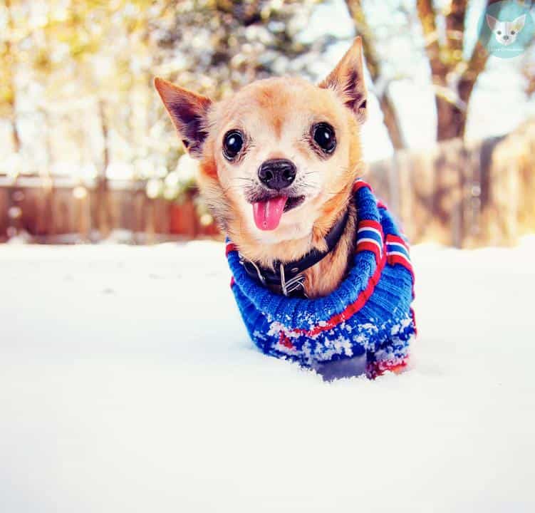 chihuahua in snow