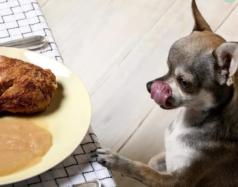 chihuahua looking at chicken and curry