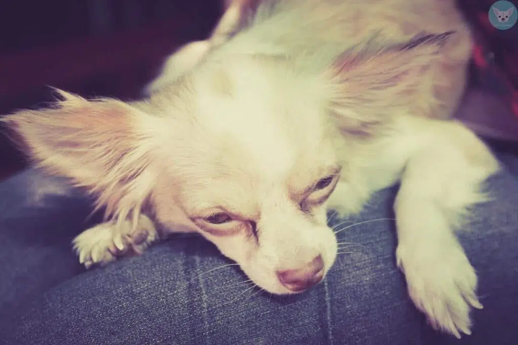 chihuahua lying lady leg