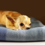 How does your distance affect your Chihuahua?