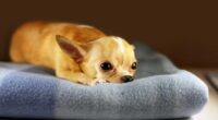 chihuahua lying sad