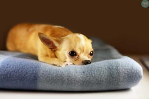 Read more about the article How does your distance affect your Chihuahua?