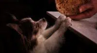 chihuahua needs food during covid19