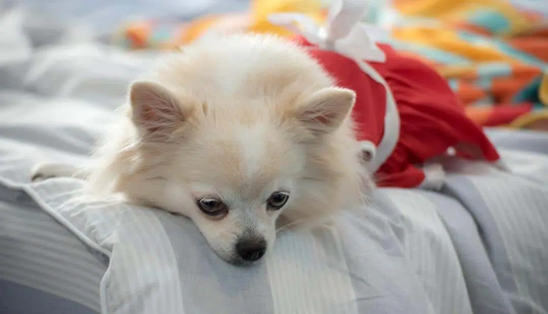 chihuahua on bed