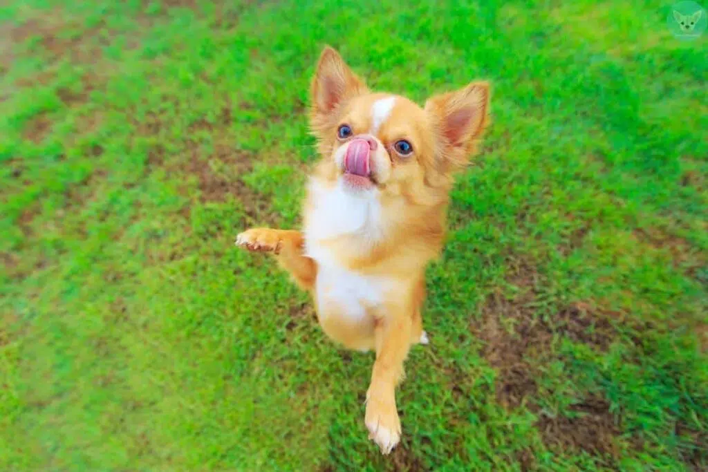 chihuahua on grass begging food