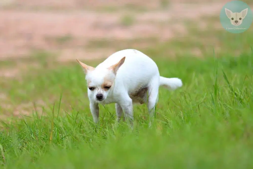 chihuahua poop on grass field