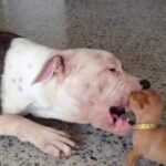 Chihuahua Puppy adorably playing with Giant Bulldog