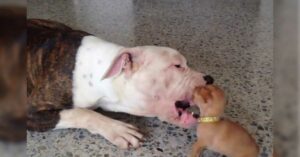 Read more about the article Chihuahua Puppy adorably playing with Giant Bulldog